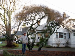 Ornamental tree trimming SW Portland